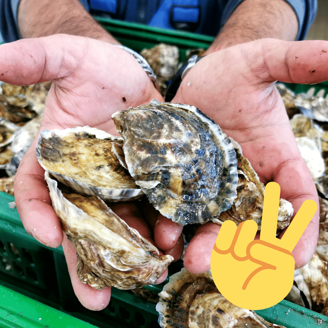 elezioni 2022 3 Cooperativa Pescatori Tortolì