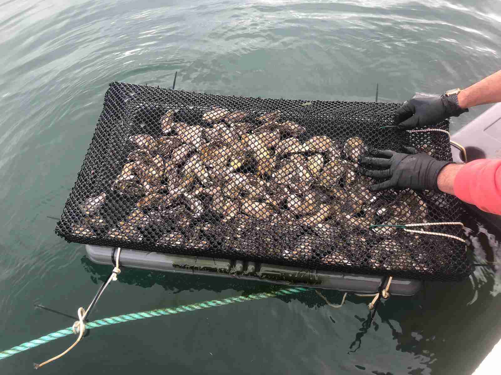 IMG 20210202 WA0058 Cooperativa Pescatori Tortolì